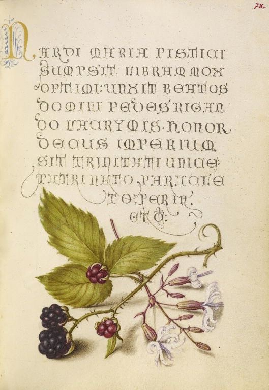 Mira calligraphiae monumenta 0007.jpeg