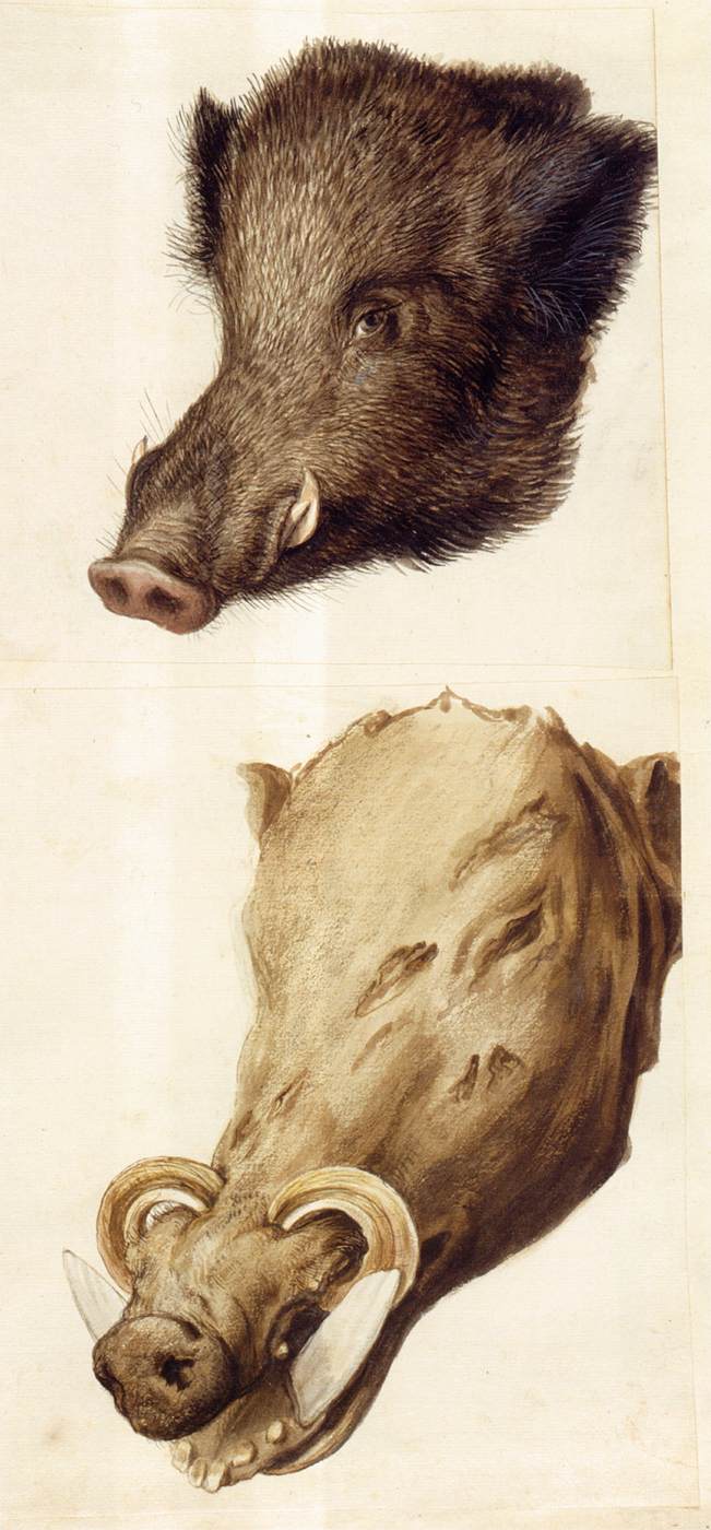 Études de la nature