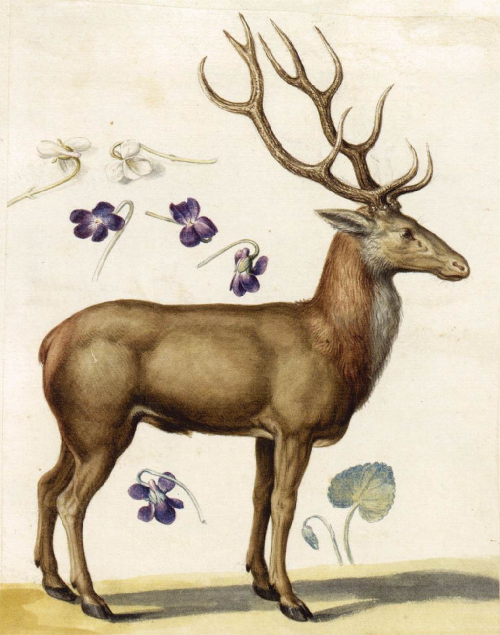 Études de la nature