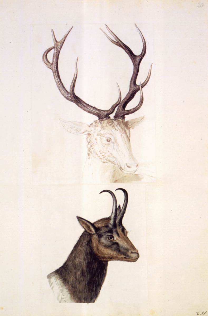 Études de la nature