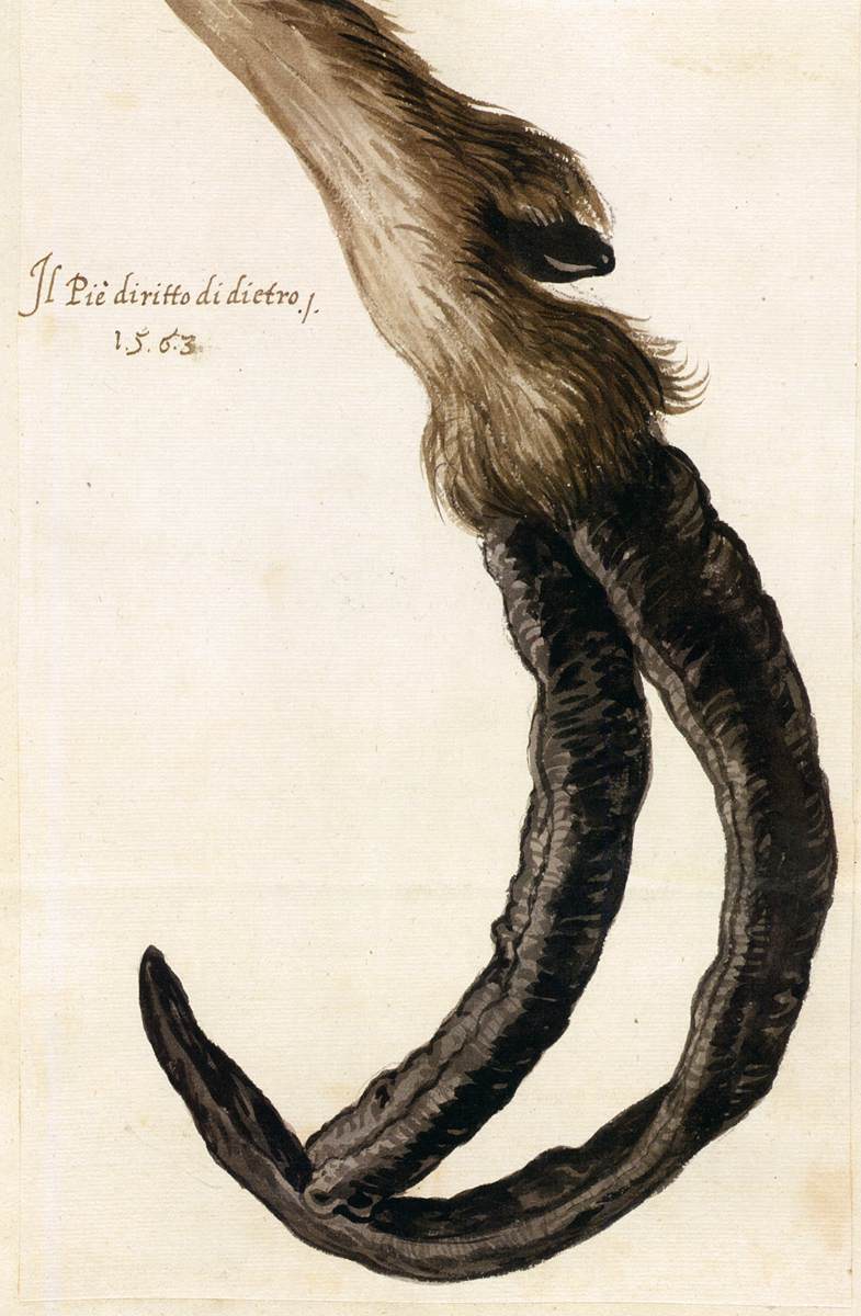 étude de Goat's Deformed Hoof