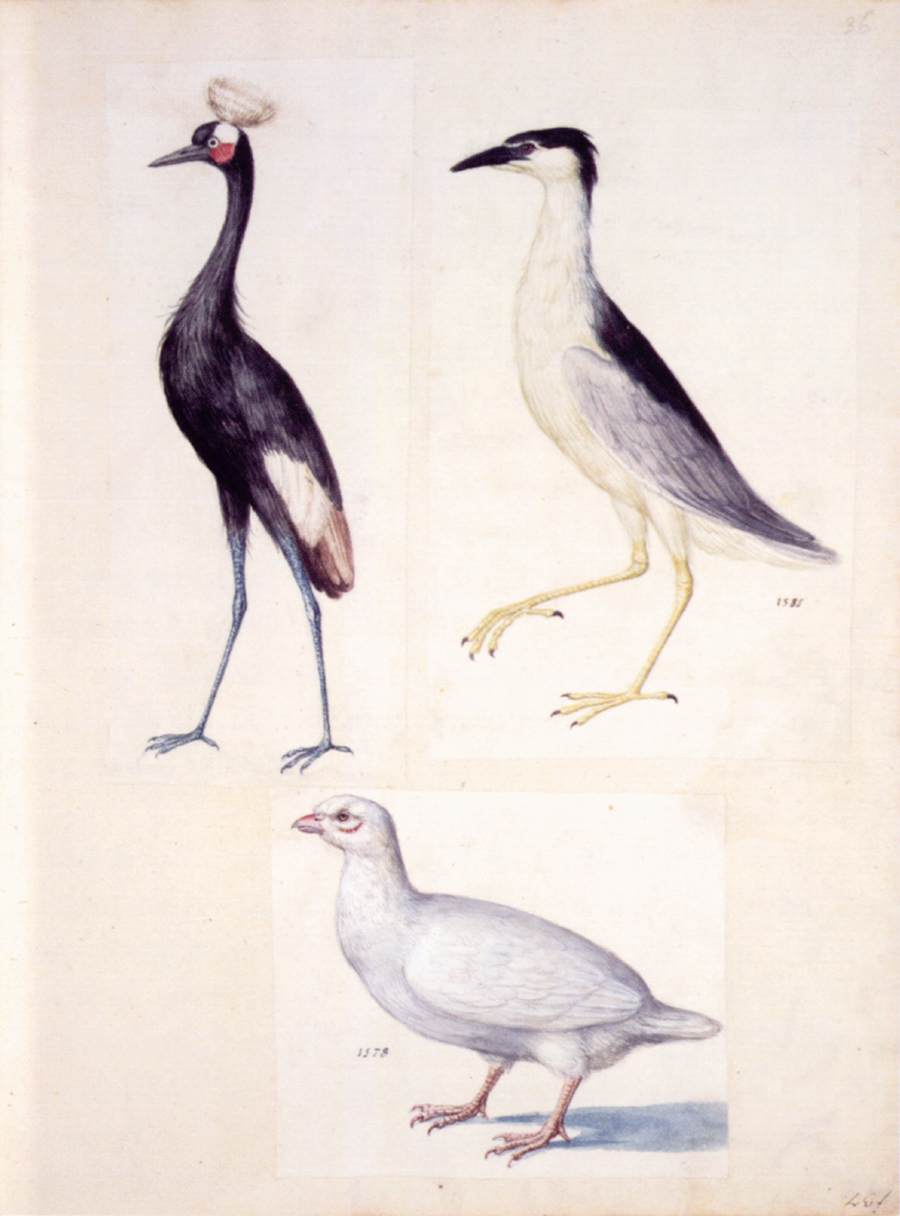 Études de la nature
