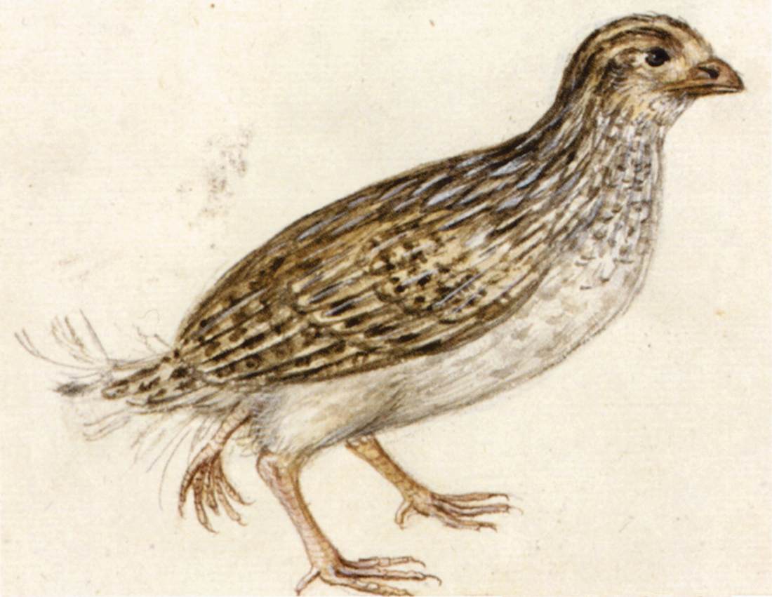 Études de la nature