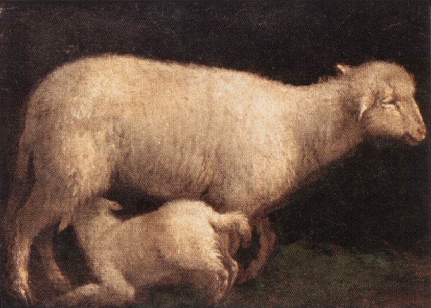 Moutons et agneau
