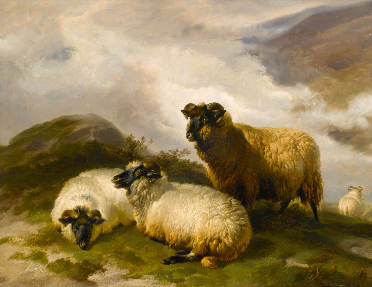 Moutons de montagne