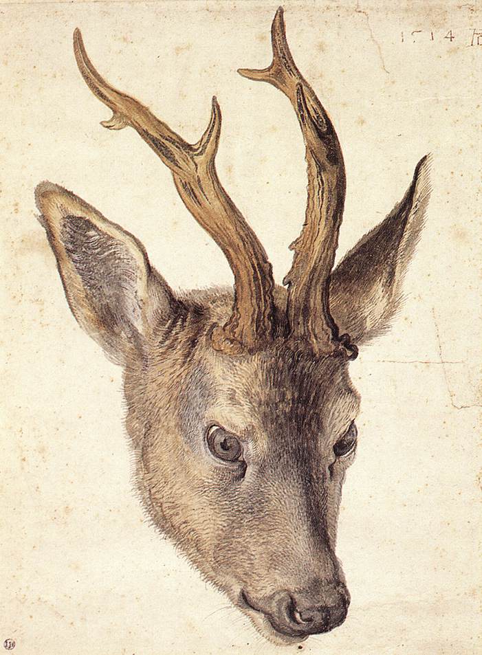 Tête de cerf
