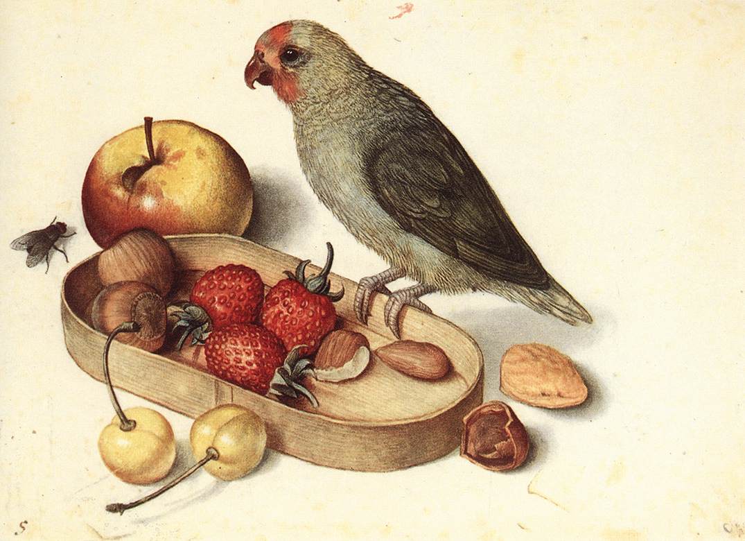 Nature morte avec perruche pygmée