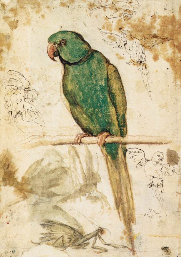 étude de Parrot