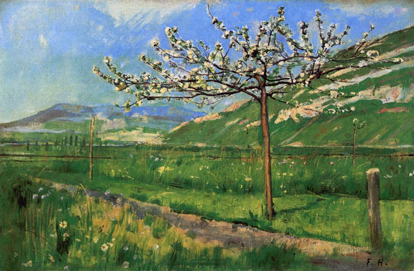 Pommier en fleurs