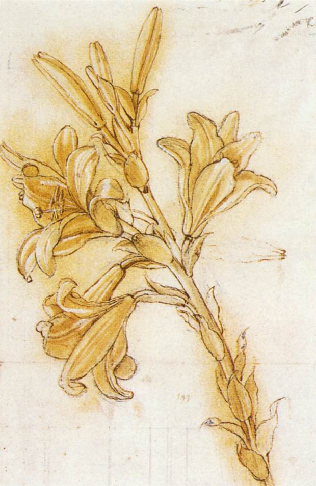 Lis (détail)
