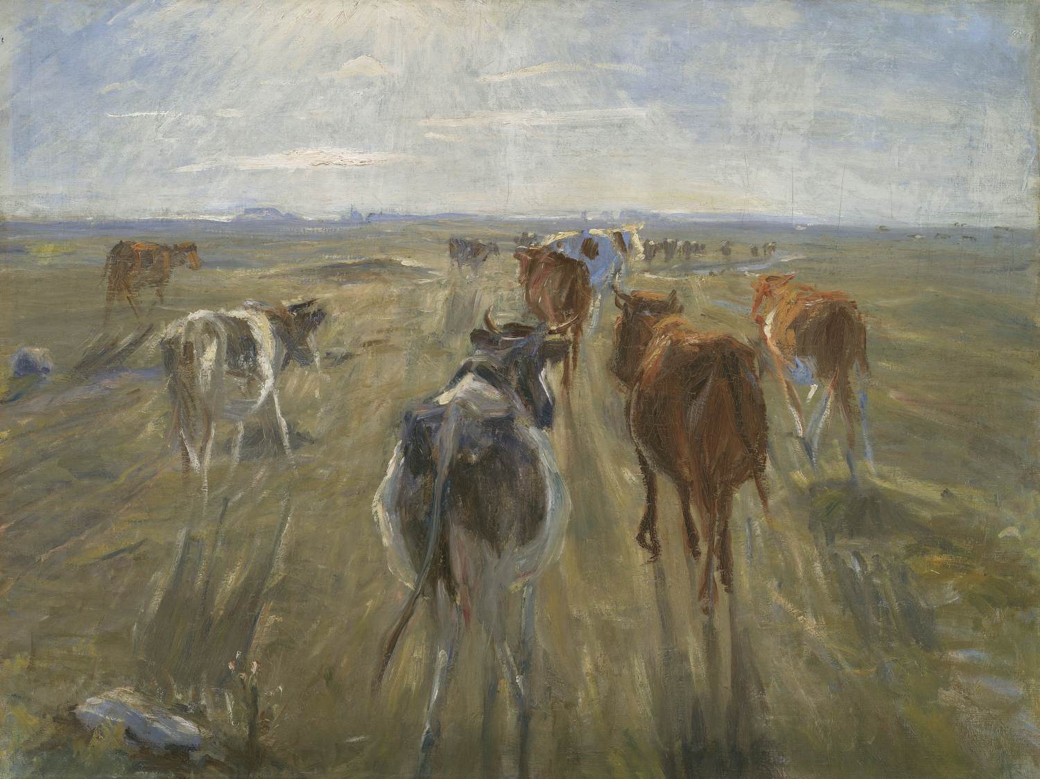 Longues ombres. Bétail sur l'île de Saltholm