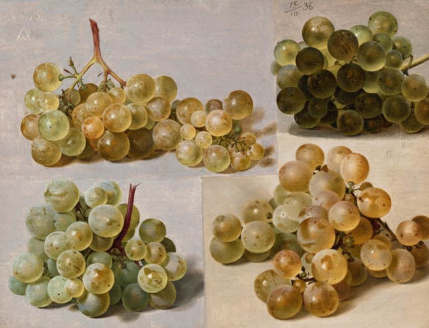 Nature morte aux raisins