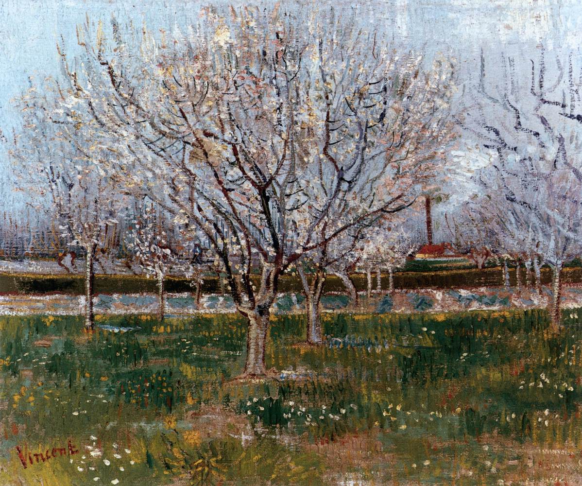 Verger en fleurs (pruniers)