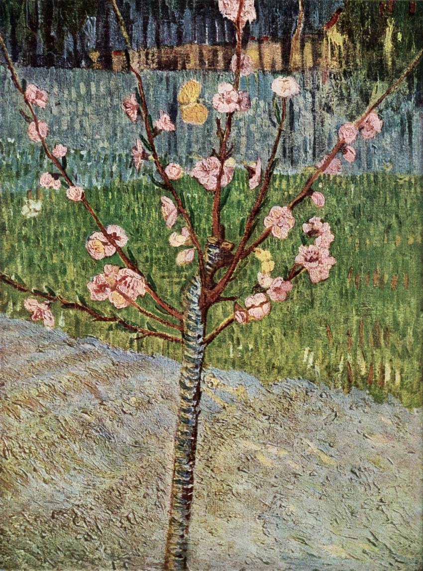 Amandier en fleurs