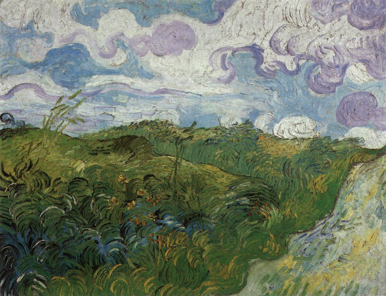 Champs de blé verts