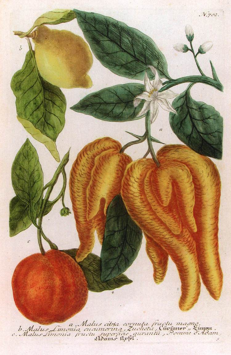 Illustration de Phytanthoza iconographia