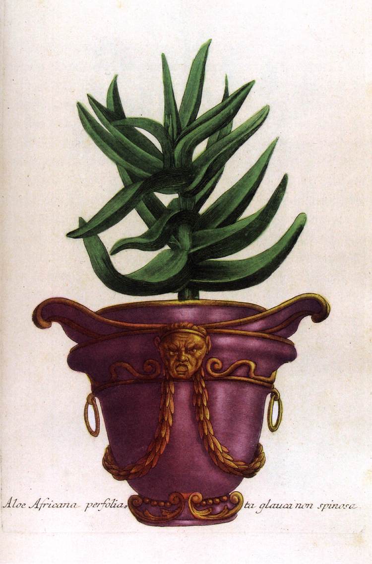 Illustration de Phytanthoza iconographia