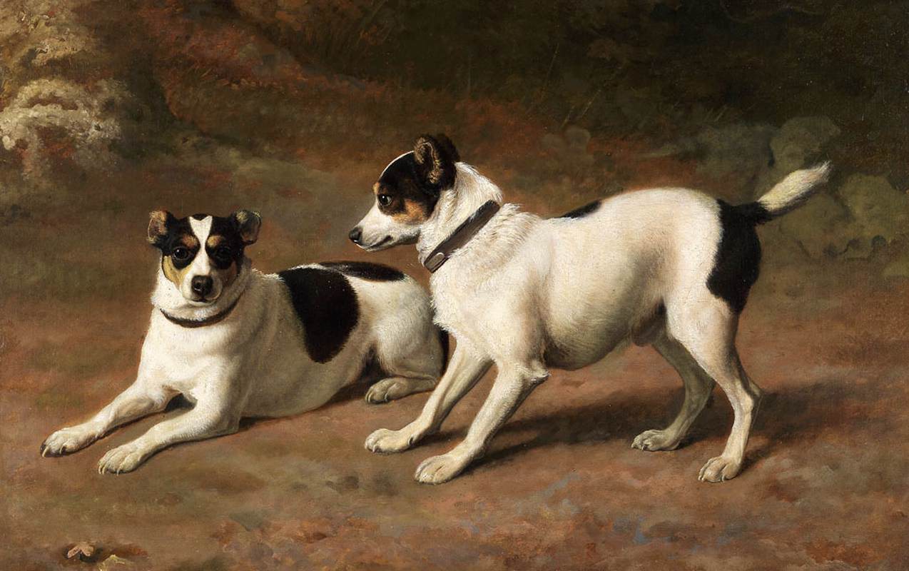 Deux terriers près d'une berge mousseuse