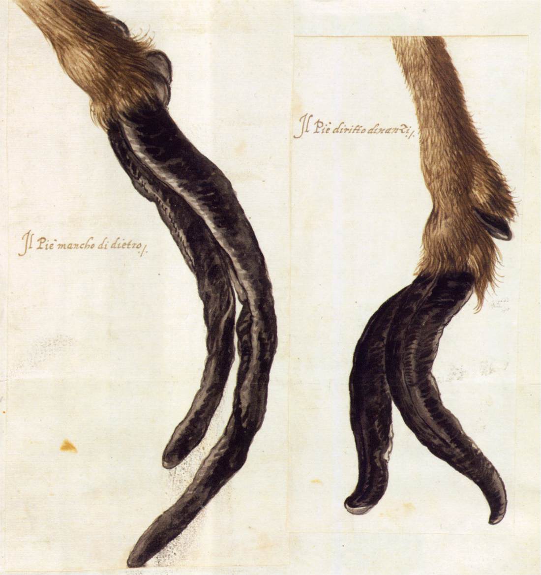 Études de la nature