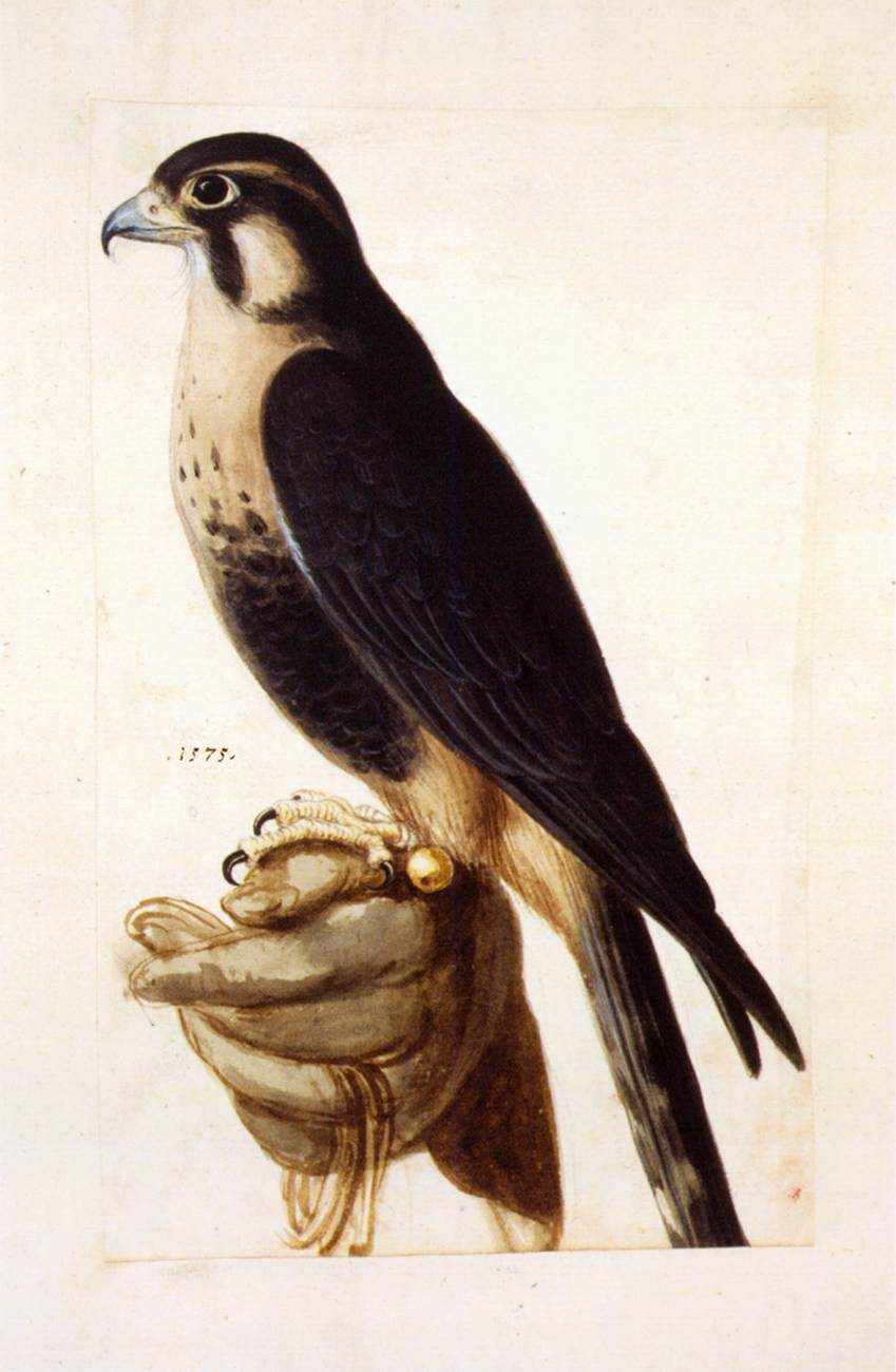 Études de la nature