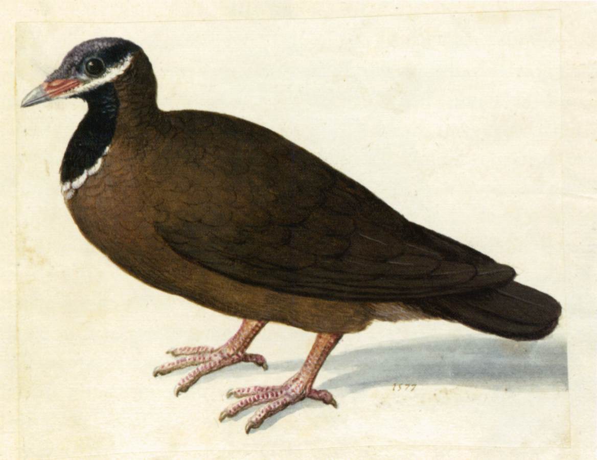 Tourterelle à tête bleue