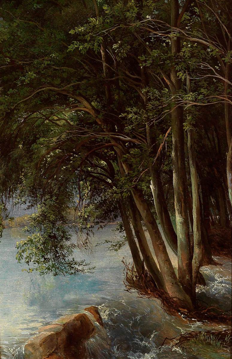 Arbres sur la berge