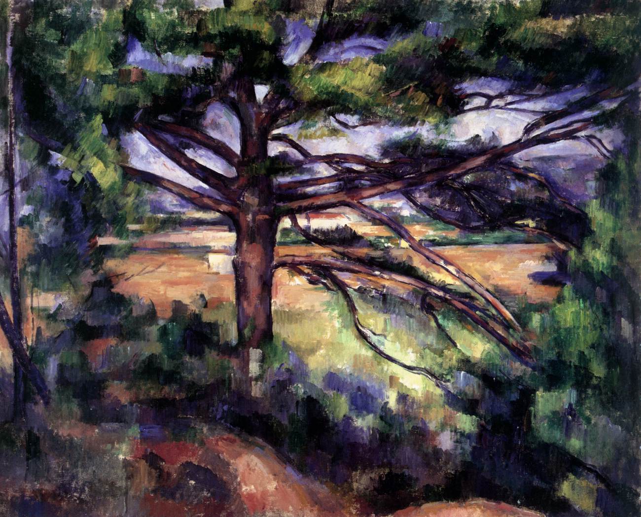 Grand pin près d'Aix