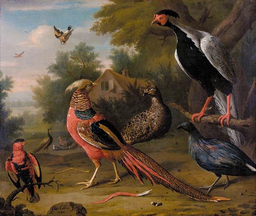 Faisans exotiques et autres oiseaux