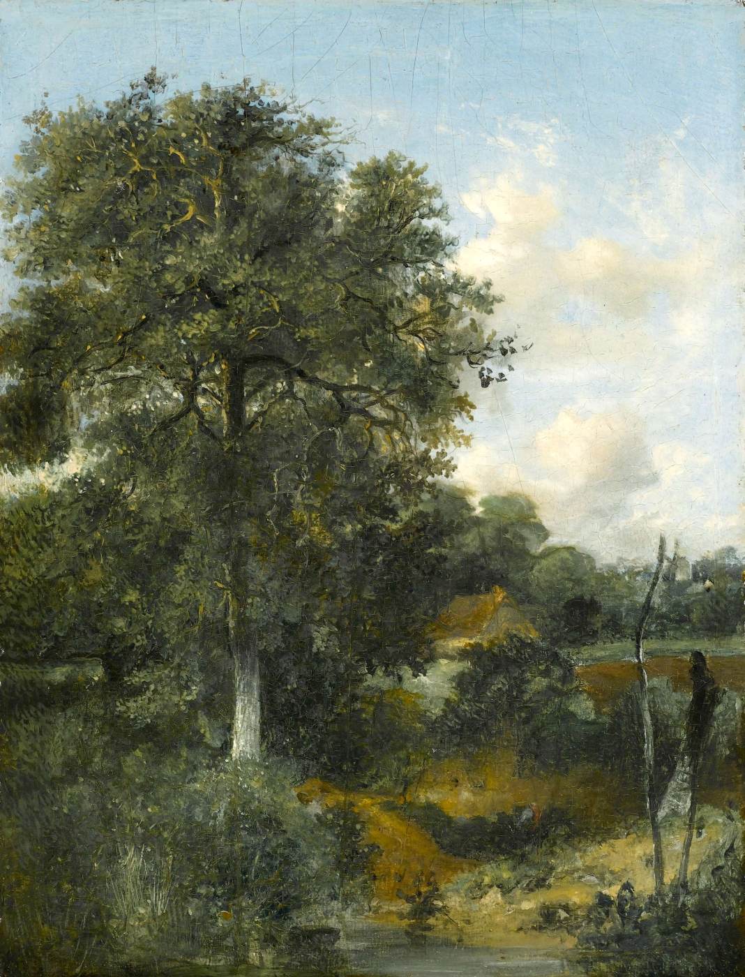 Paysage boisé avec un chêne