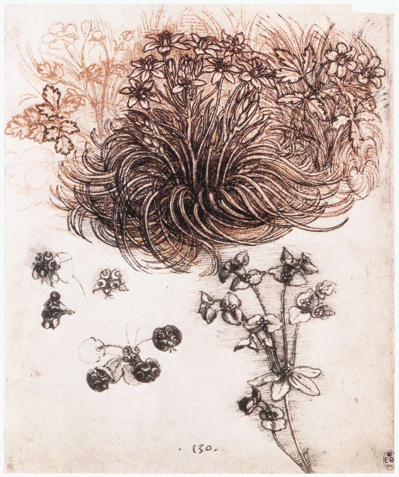 Étoile de Bethléem et autres plantes
