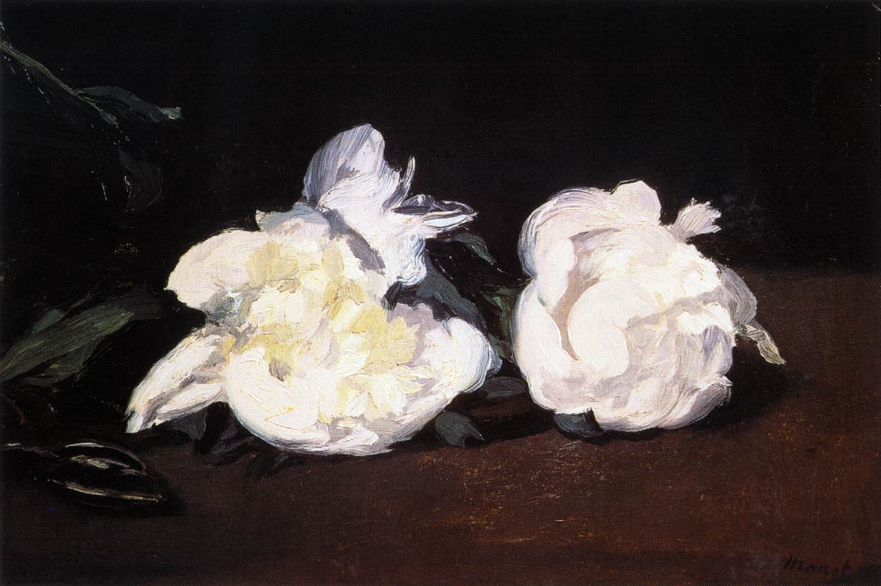 Branche de pivoines blanches et sécateurs