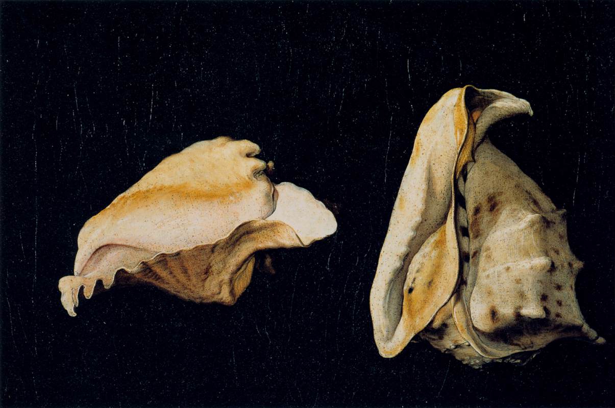 Deux coquillages