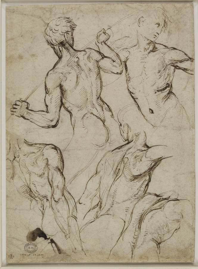 Torses de cinq hommes nus en action (recto)