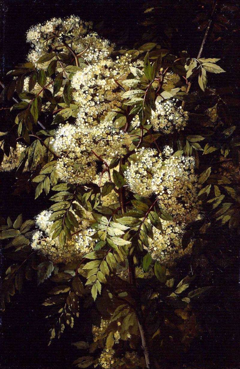 Étude d'une branche fleurie