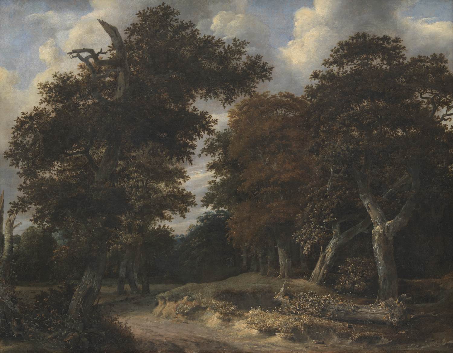 Chemin à travers une forêt de chênes