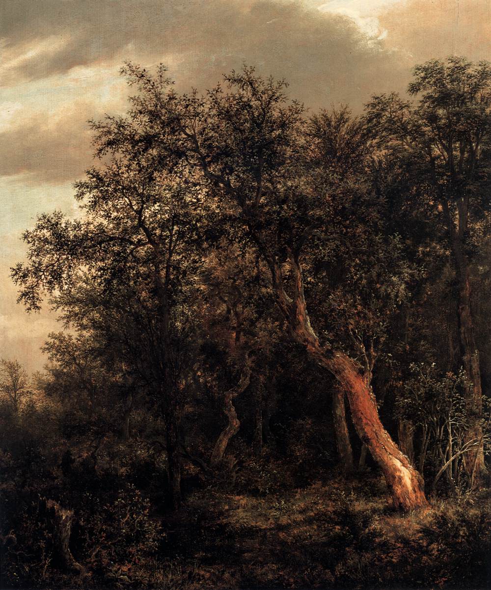 Clairière dans un bois
