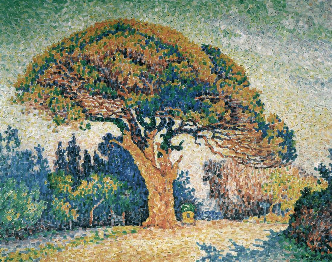 Pin à Saint-Tropez