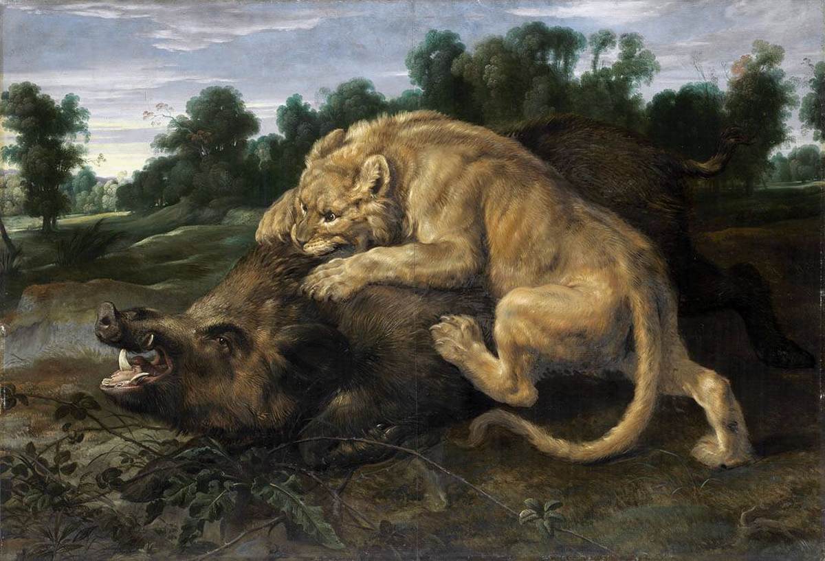 Lionne attaquant un sanglier