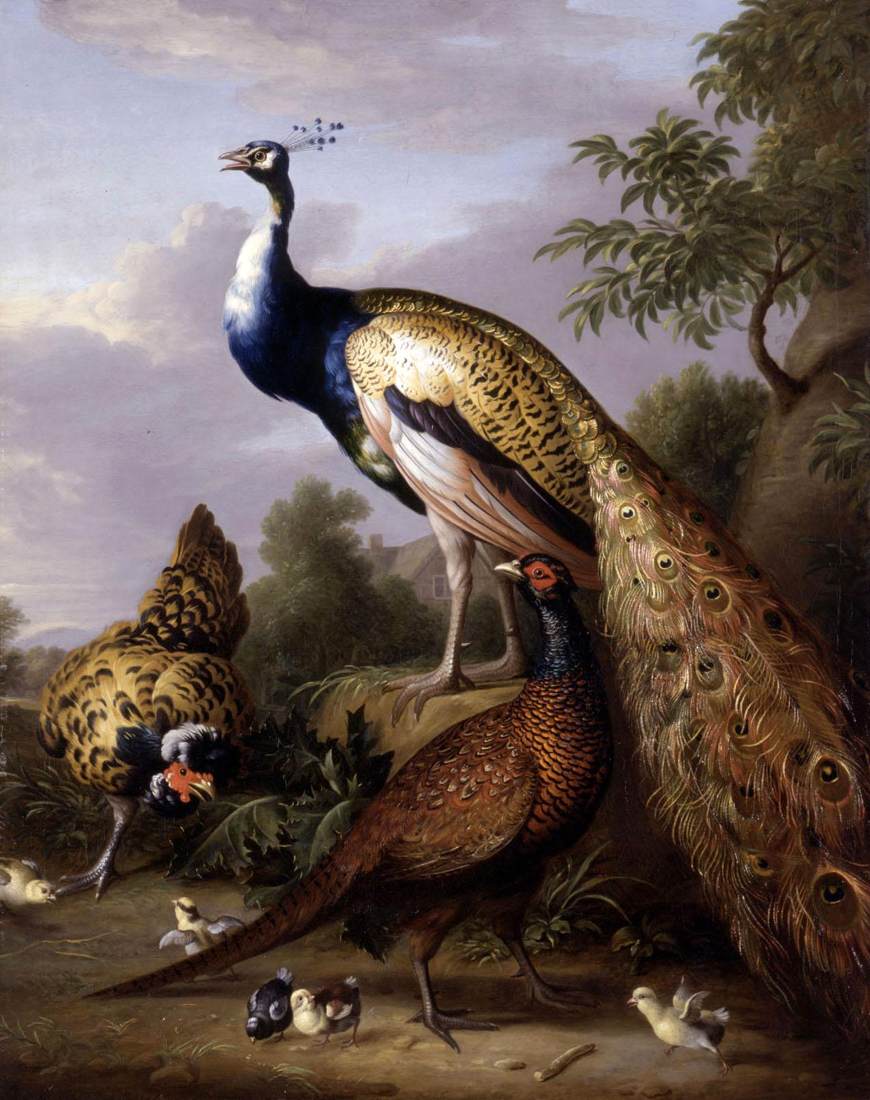 Paonne et faisan dans un paysage
