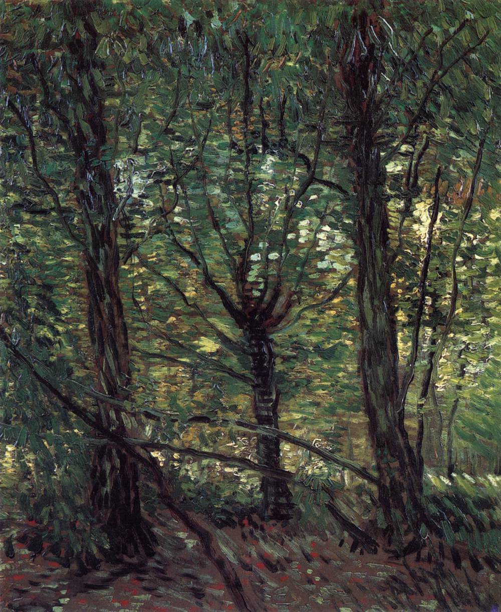 Arbres et sous-bois