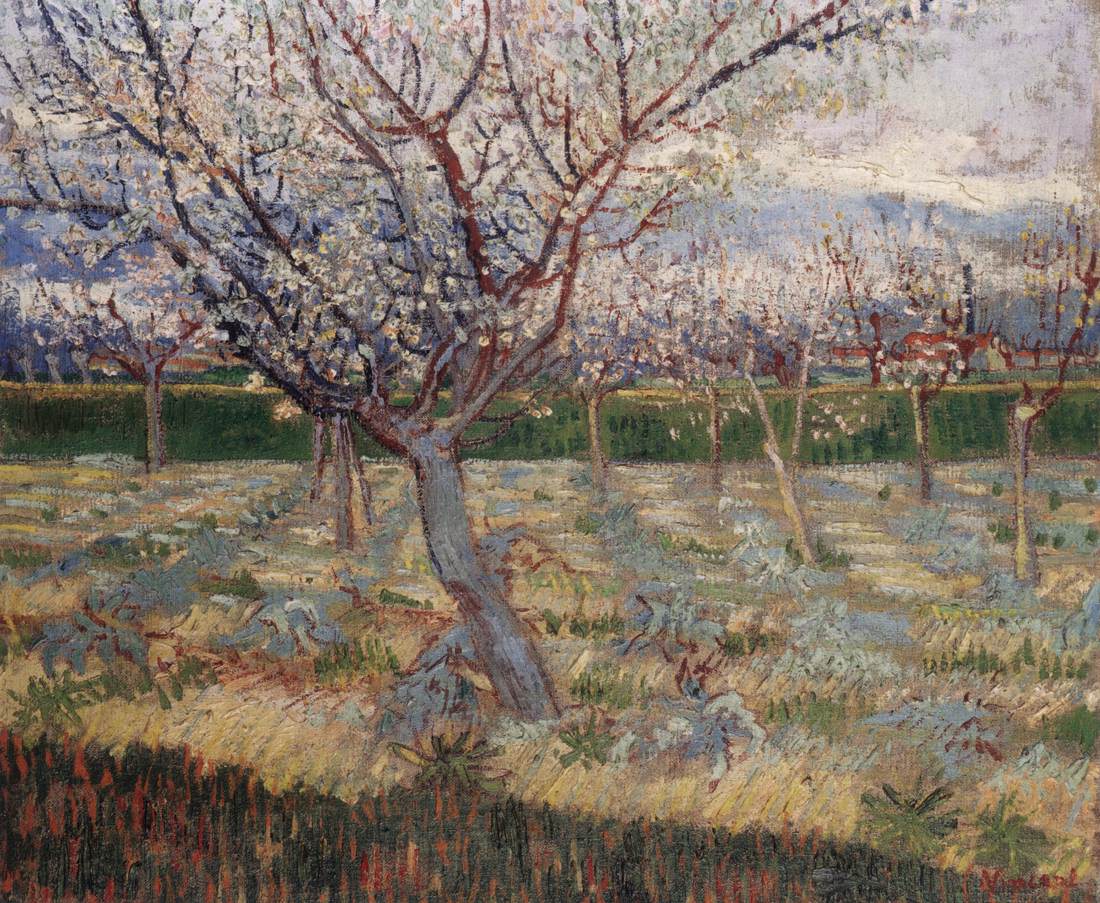 Abricotiers en fleurs