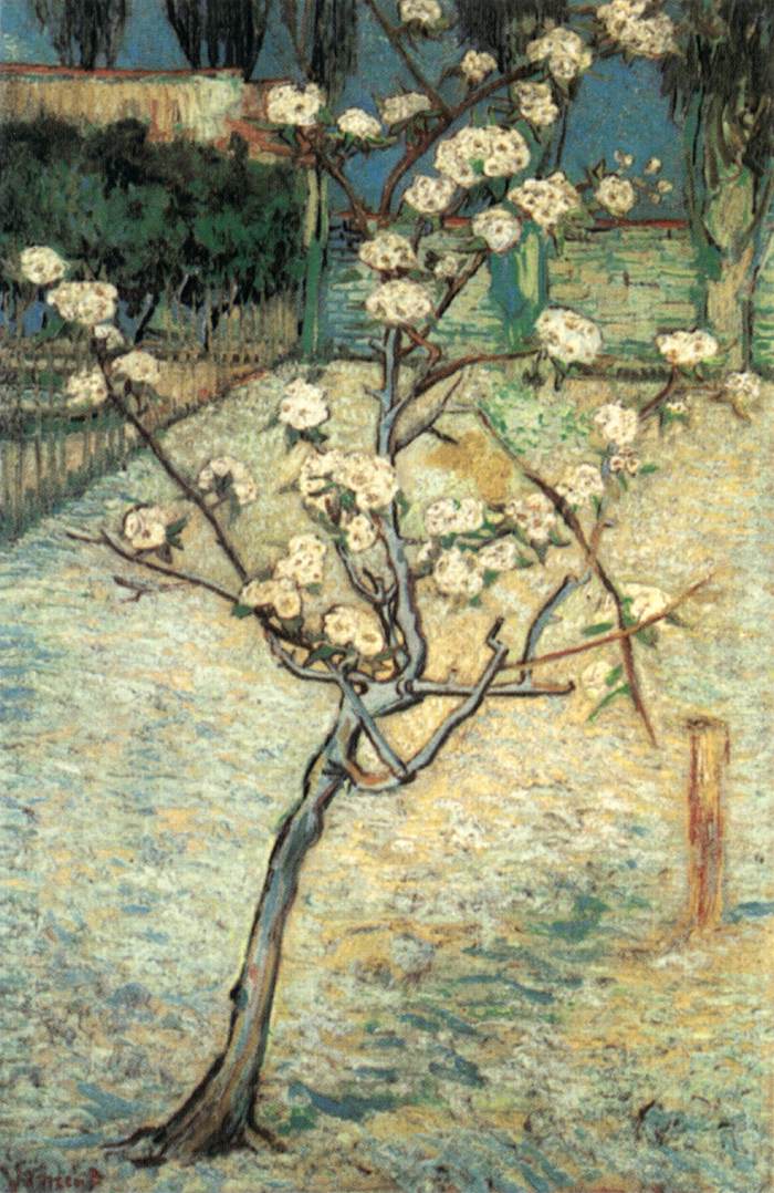 Poirier en fleurs
