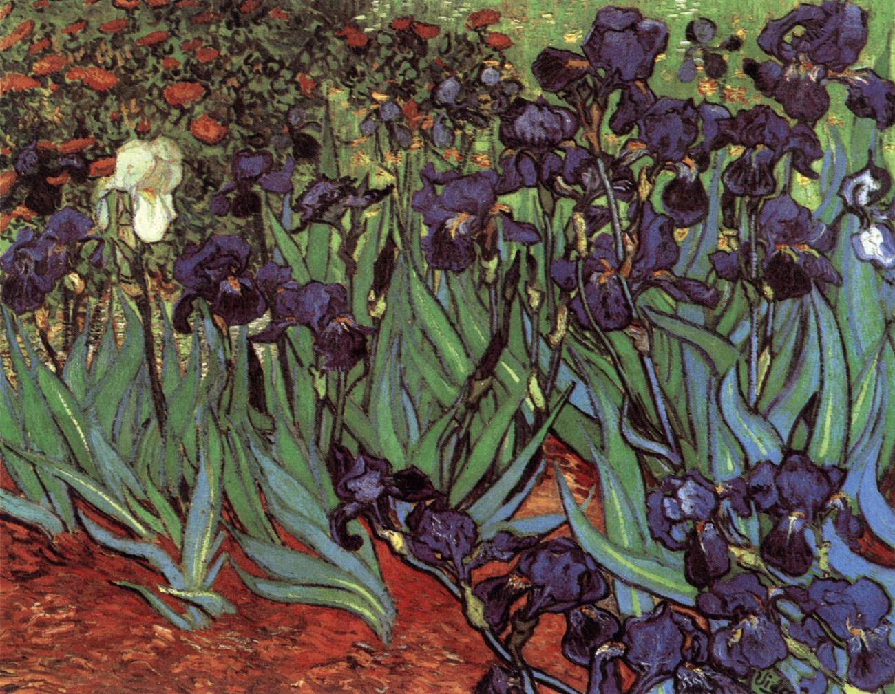 Les Iris