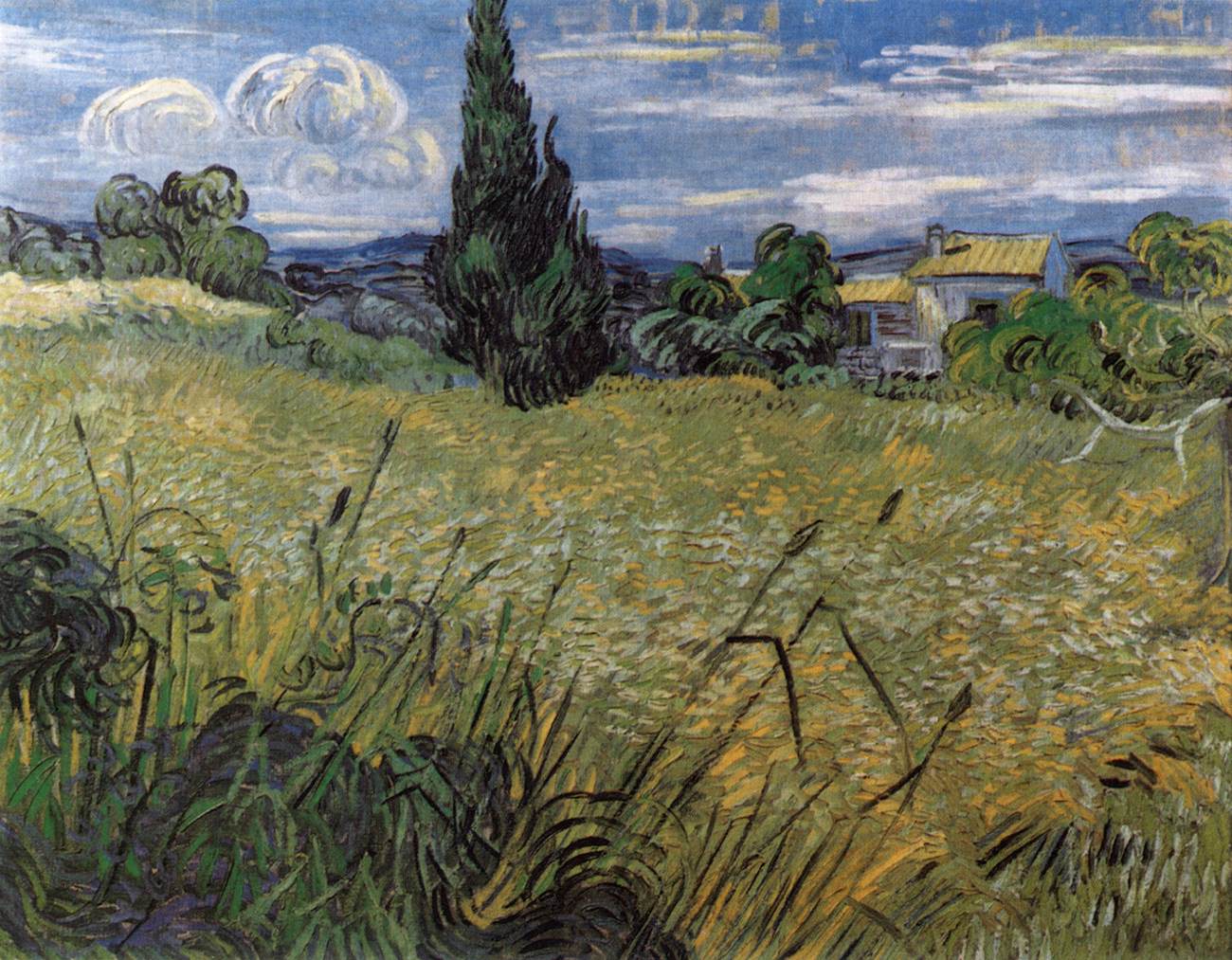 Champ de blé vert avec un cyprès