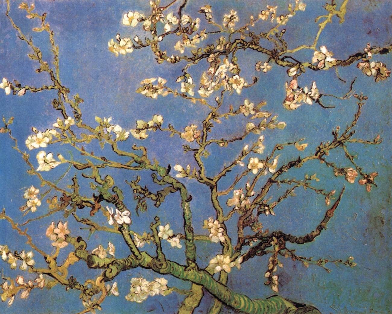 L'amandier en fleurs