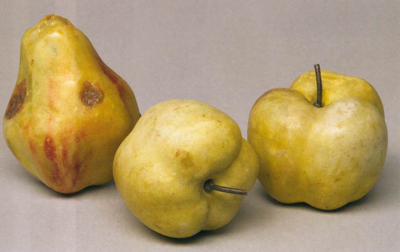 11fruit.jpg